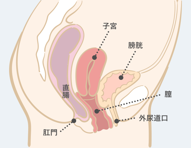 膣の断面図